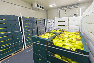 Cold-storage-fridge-filled-with-fresh-produce-1